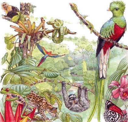 animales