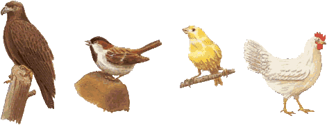 aves