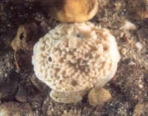 esponja