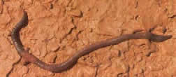 gusano
