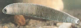 gusanos