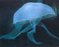 medusas