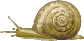 moluscos