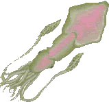 molusco