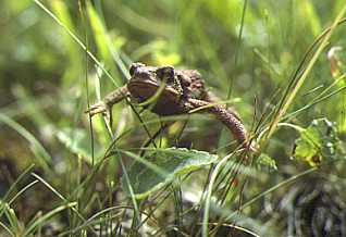 el-sapo