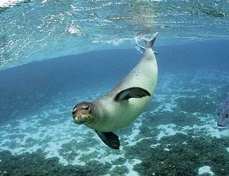 foca