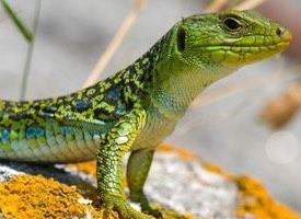 lagarto-ocelado
