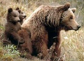 oso