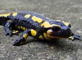 salamandra