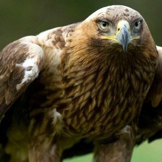 aguila-imperial