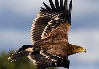 aguila-imperial