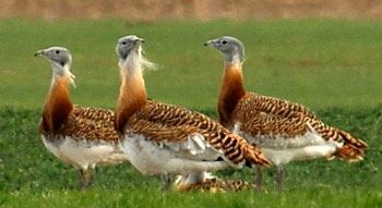avutarda