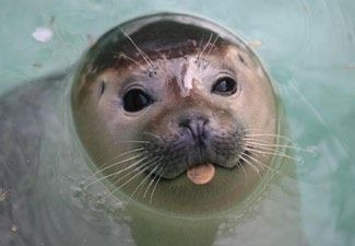 foca-monje