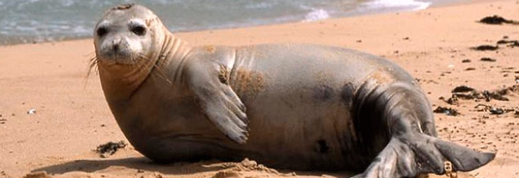 foca-monje