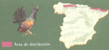 donde-vive-urogallos