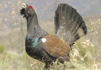 urogallos
