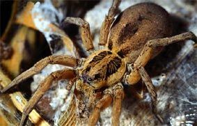 Araña lobo