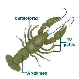 crustaceos