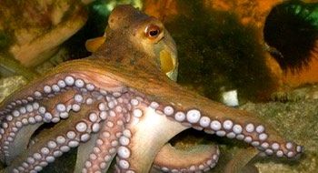 cefalopodos
