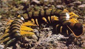 Escolopendra