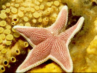 Estrella de mar