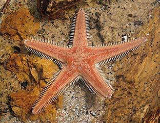 Estrella de mar