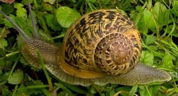 gasteropodos