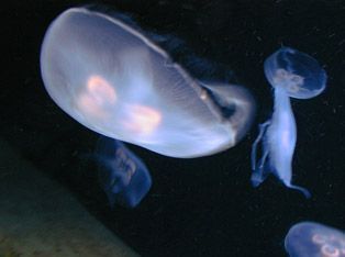 Medusas