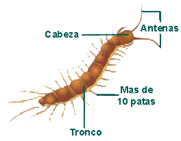 miriapodos