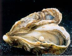 Ostra