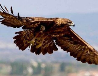 aguila