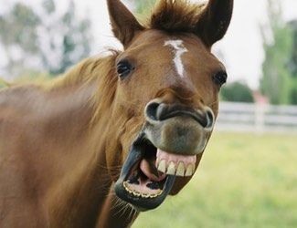 caballo