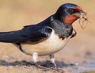 golondrina