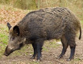 jabali