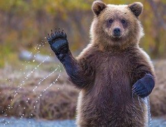 oso